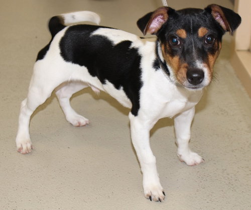 28871 - Benji