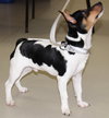 28871 - Benji