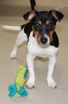 28871 - Benji