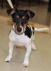 28871 - Benji