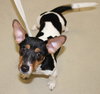 28871 - Benji
