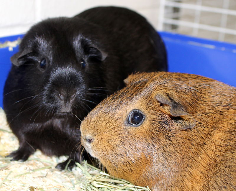 Guinea pig peanut outlet butter