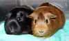 29584 & 29585 & 29585 - Peanut Butter & Blackie
