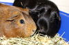 29584 & 29585 & 29585 - Peanut Butter & Blackie