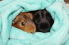 29584 & 29585 & 29585 - Peanut Butter & Blackie