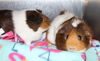 30268 & 30269 - Latte & Penny