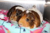 30268 & 30269 - Latte & Penny
