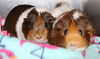 30268 & 30269 - Latte & Penny