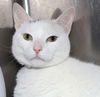31844 - Daisy