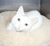31844 - Daisy