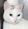 31844 - Daisy