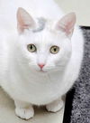 31844 - Daisy