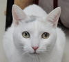31844 - Daisy