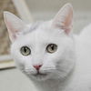 31844 - Daisy