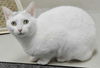 31844 - Daisy