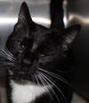 31994 - Binx