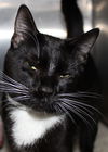 31994 - Binx