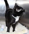 31994 - Binx