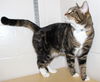 32264 - Kitty