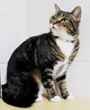 32264 - Kitty