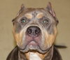 32955 - Cookie