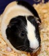 34146 & 34147 - Charles and Oreo