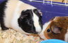 34146 & 34147 - Charles and Oreo