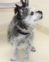 354458 - Toto