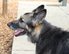 35693 - Coco