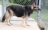 35693 - Coco