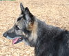 35693 - Coco