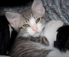35667 - Alfie