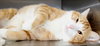 35793 - Leo