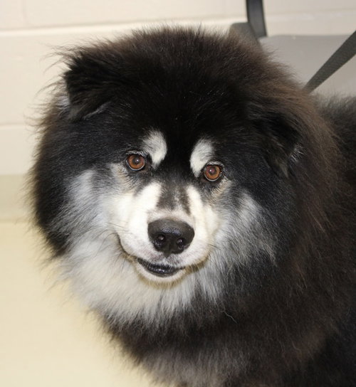 35892 - Bear