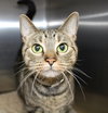 35991 - Smittens