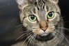 35991 - Smittens
