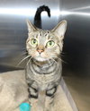 35991 - Smittens