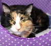 35961 - Callie