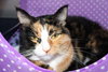 35961 - Callie