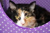 35961 - Callie
