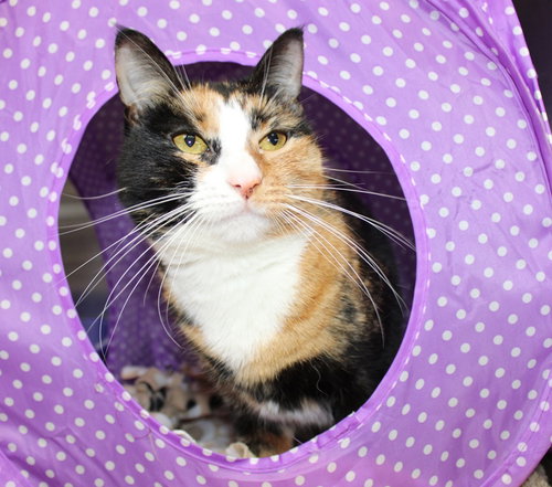 35961 - Callie