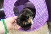 35961 - Callie