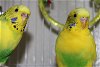 36178 and 36179: Citrus and Chirp