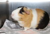 36253 Gizmo