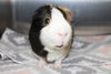 36253 Gizmo