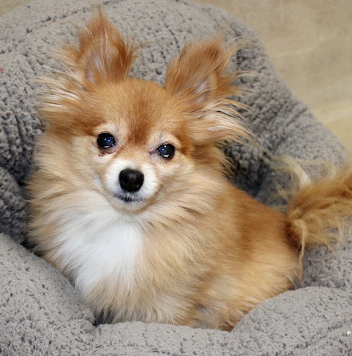 36470 - Molly