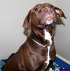 36675 - Hershey