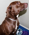 36675 - Hershey