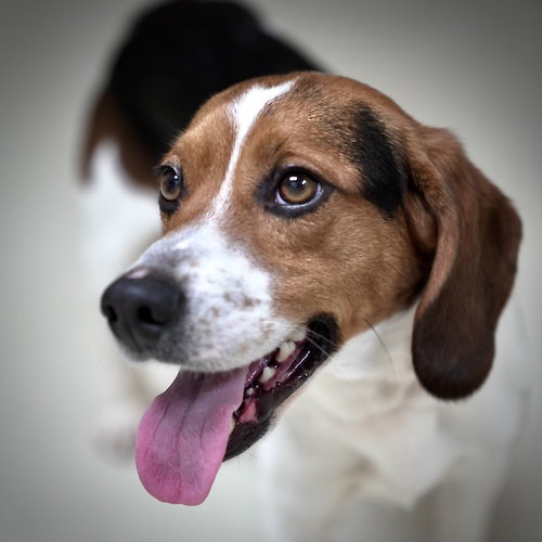 36711 - Rocky