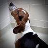 36711 - Rocky